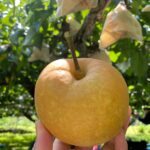 梨はおいしい🍐