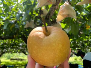 梨はおいしい🍐